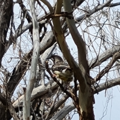 Anthochaera carunculata (Red Wattlebird) at Isaacs Ridge - 21 Oct 2023 by Mike