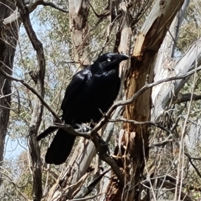 Corvus coronoides (Australian Raven) at Jerrabomberra, ACT - 21 Oct 2023 by Mike