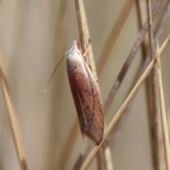 Tortricopsis semijunctella (A concealer moth) at Mongarlowe River - 21 Oct 2023 by LisaH