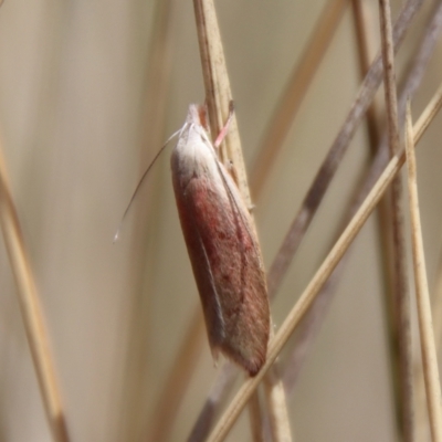 Tortricopsis semijunctella (A concealer moth) at Mongarlowe, NSW - 21 Oct 2023 by LisaH