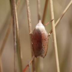 Tortricopsis semijunctella at Mongarlowe, NSW - suppressed