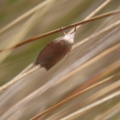 Tortricopsis semijunctella at Mongarlowe, NSW - suppressed