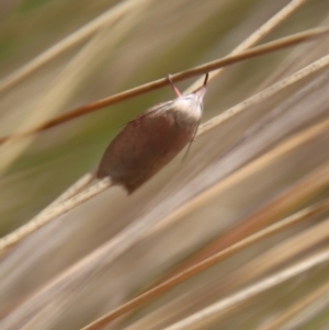 Tortricopsis semijunctella at Mongarlowe, NSW - suppressed