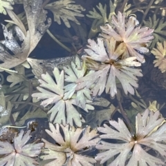 Ranunculus amphitrichus (Small River Buttercup) at Rendezvous Creek, ACT - 21 Oct 2023 by JaneR