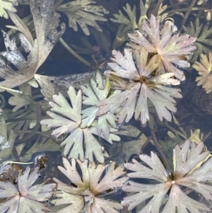 Ranunculus inundatus at Rendezvous Creek, ACT - 21 Oct 2023