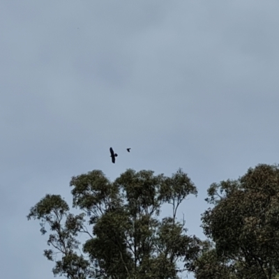 Aquila audax (Wedge-tailed Eagle) at Isaacs, ACT - 21 Oct 2023 by Mike