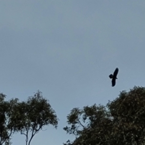 Aquila audax at Isaacs, ACT - 21 Oct 2023 10:40 AM