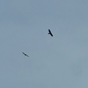 Aquila audax at Isaacs, ACT - 21 Oct 2023 10:40 AM