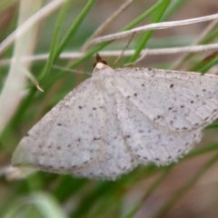 Taxeotis exsectaria (Ochre-headed Taxeotis) at Mongarlowe River - 21 Oct 2023 by LisaH