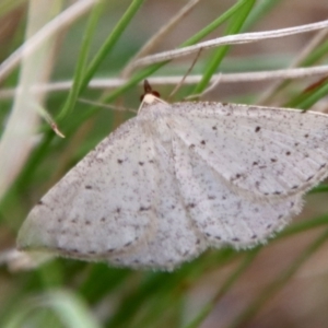 Taxeotis exsectaria at Mongarlowe, NSW - 21 Oct 2023