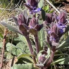 Ajuga australis (Austral Bugle) at Rendezvous Creek, ACT - 21 Oct 2023 by JaneR