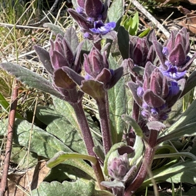 Ajuga australis (Austral Bugle) at Rendezvous Creek, ACT - 21 Oct 2023 by JaneR