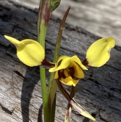 Diuris sulphurea (Tiger Orchid) at Halls Gap, VIC - 17 Oct 2023 by AnneG1