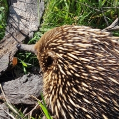 Tachyglossus aculeatus (Short-beaked Echidna) at Mulligans Flat - 21 Oct 2023 by WalkYonder