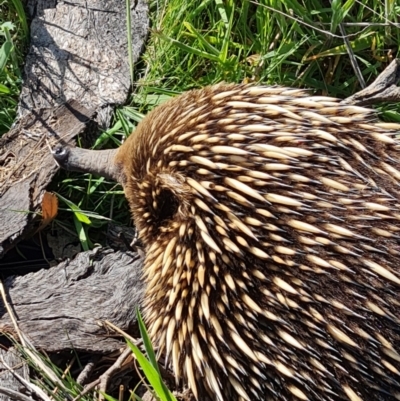 Tachyglossus aculeatus (Short-beaked Echidna) at Mulligans Flat - 21 Oct 2023 by WalkYonder