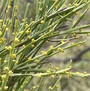 Exocarpos strictus at Rendezvous Creek, ACT - 21 Oct 2023 01:20 PM