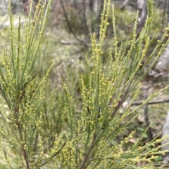 Exocarpos strictus at Rendezvous Creek, ACT - 21 Oct 2023 01:20 PM