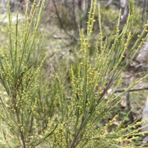 Exocarpos strictus at Rendezvous Creek, ACT - 21 Oct 2023