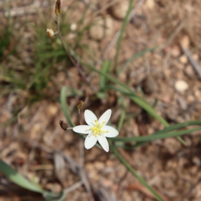 Thelionema caespitosum (Tufted Blue Lily) at Mongarlowe, NSW - 21 Oct 2023 by LisaH