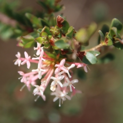 Pimelea ligustrina at Mongarlowe, NSW - 21 Oct 2023 by LisaH