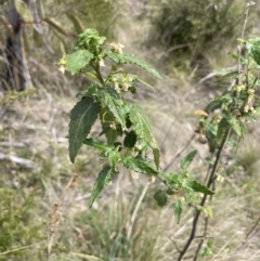 Gynatrix pulchella at Rendezvous Creek, ACT - 21 Oct 2023 02:40 PM