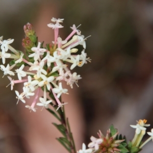 Pimelea linifolia at Mongarlowe, NSW - 21 Oct 2023