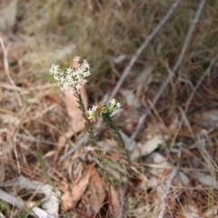 Pimelea linifolia at Mongarlowe, NSW - 21 Oct 2023