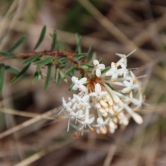 Pimelea linifolia (Slender Rice Flower) at Mongarlowe, NSW - 21 Oct 2023 by LisaH
