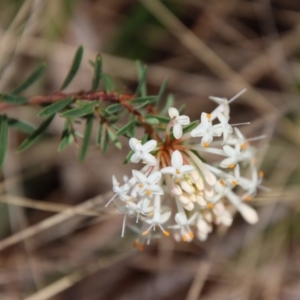 Pimelea linifolia at Mongarlowe, NSW - suppressed