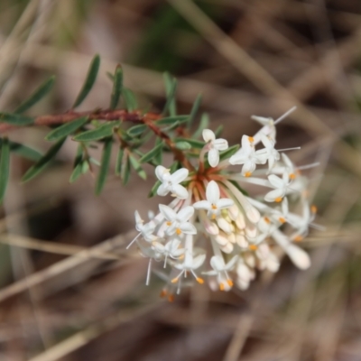 Pimelea linifolia (Slender Rice Flower) at Mongarlowe River - 21 Oct 2023 by LisaH