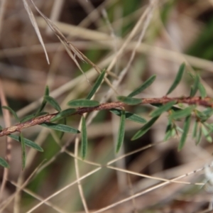 Pimelea linifolia at Mongarlowe, NSW - suppressed