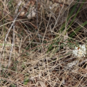 Pimelea linifolia at Mongarlowe, NSW - suppressed