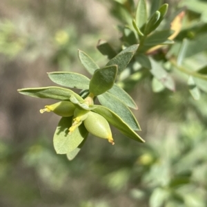 Pimelea pauciflora at Rendezvous Creek, ACT - 21 Oct 2023