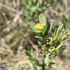 Pimelea pauciflora at Rendezvous Creek, ACT - 21 Oct 2023 02:00 PM