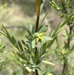 Pimelea pauciflora at Rendezvous Creek, ACT - 21 Oct 2023
