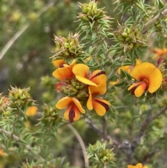 Pultenaea procumbens (Bush Pea) at Namadgi National Park - 21 Oct 2023 by JaneR