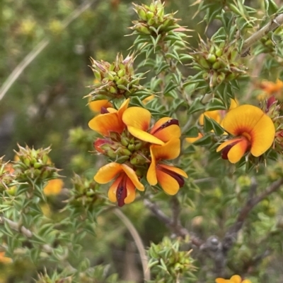 Pultenaea procumbens (Bush Pea) at Namadgi National Park - 21 Oct 2023 by JaneR