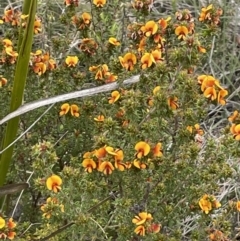 Pultenaea procumbens at Rendezvous Creek, ACT - 21 Oct 2023 02:22 PM