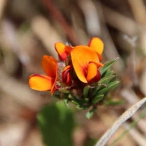 Pultenaea subspicata at Mongarlowe, NSW - 21 Oct 2023