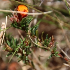 Pultenaea subspicata at Mongarlowe, NSW - 21 Oct 2023