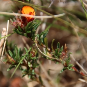 Pultenaea subspicata at Mongarlowe, NSW - 21 Oct 2023