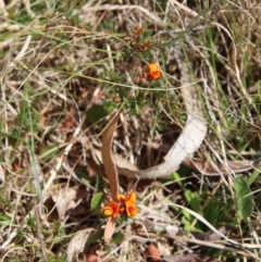 Pultenaea subspicata at Mongarlowe, NSW - 21 Oct 2023