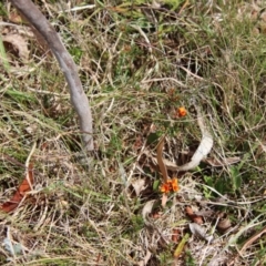 Pultenaea subspicata at Mongarlowe, NSW - 21 Oct 2023