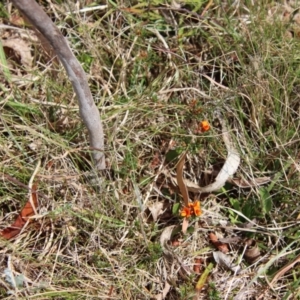 Pultenaea subspicata at Mongarlowe, NSW - 21 Oct 2023