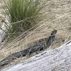 Pseudechis porphyriacus (Red-bellied Black Snake) at Rendezvous Creek, ACT - 21 Oct 2023 by JaneR
