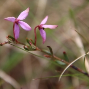 Tetratheca bauerifolia at Mongarlowe, NSW - 21 Oct 2023