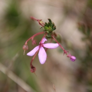 Tetratheca bauerifolia at Mongarlowe, NSW - 21 Oct 2023