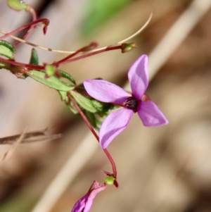 Tetratheca bauerifolia at Mongarlowe, NSW - 21 Oct 2023