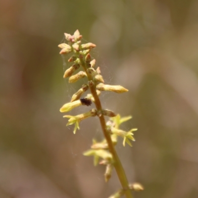 Stackhousia viminea (Slender Stackhousia) at Mongarlowe River - 21 Oct 2023 by LisaH