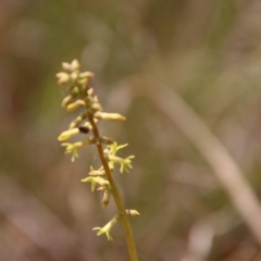 Stackhousia viminea at Mongarlowe, NSW - suppressed